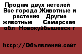 Продам двух нетелей - Все города Животные и растения » Другие животные   . Самарская обл.,Новокуйбышевск г.